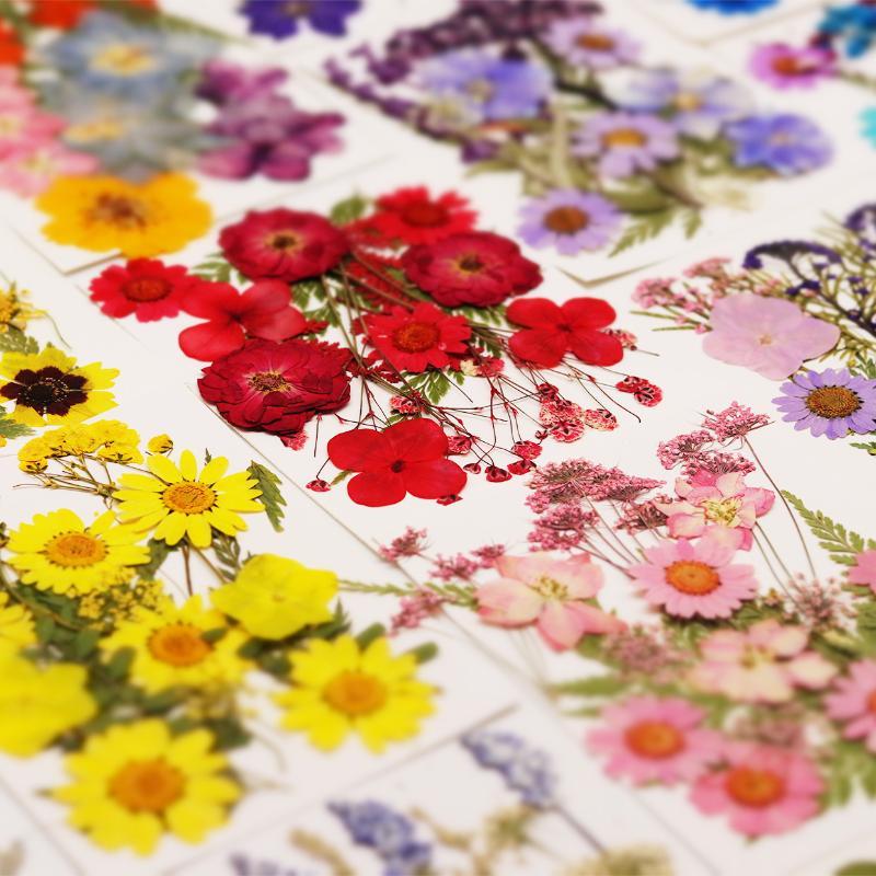 Resin Craft Ideas - Flores de Plantas Secas Prensadas Naturales