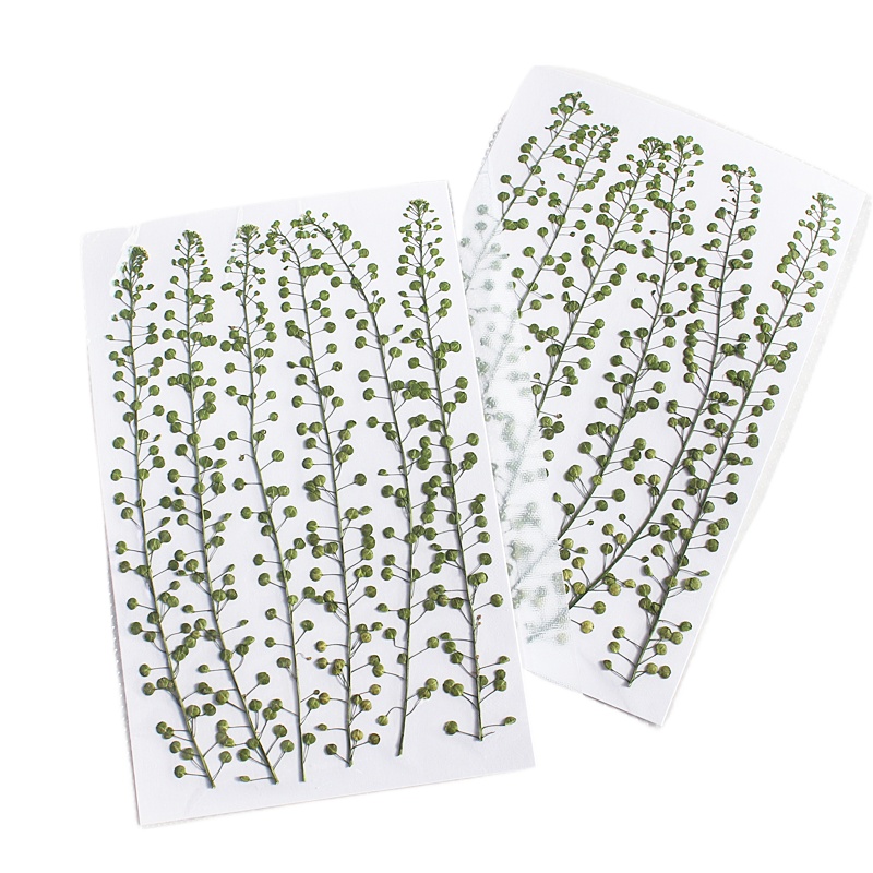Campana verde de Color Natural - Resin Craft Ideas reseña y precio